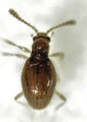Stenichnaphes urbanus