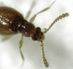 Stenichnaphes urbanus