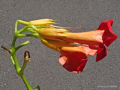 Campsis grandiflora