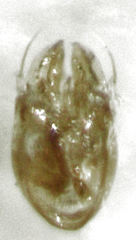 Stenichnaphes urbanus