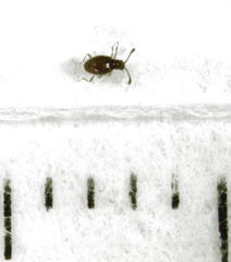 Stenichnaphes urbanus