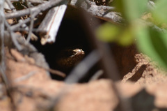 Philodryas nattereri