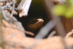 Philodryas nattereri