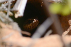 Philodryas nattereri