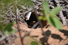 Philodryas nattereri