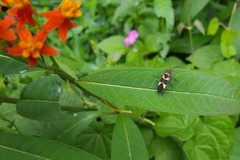 Oncopeltus unifasciatellus