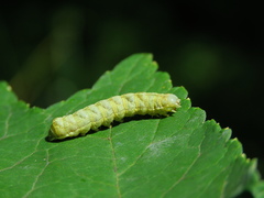 Melanchra persicariae