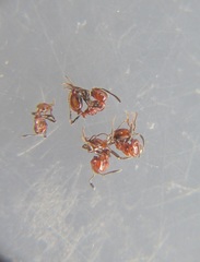 Chelaner antarcticus