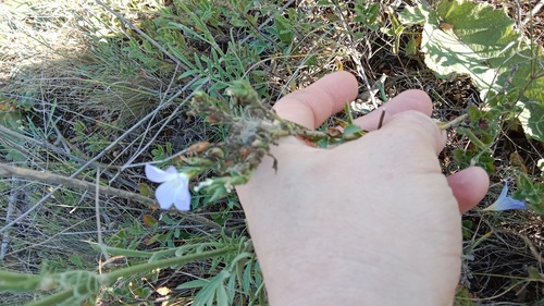 Linum hirsutum (Linum hirsutum)