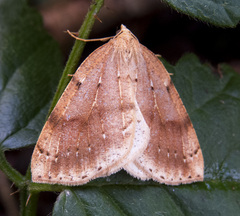 Thallophaga hyperborea