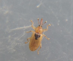 Peristoreus trilobus