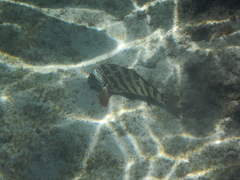 Goniistius rubrolabiatus