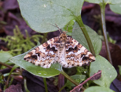 Enchoria lacteata