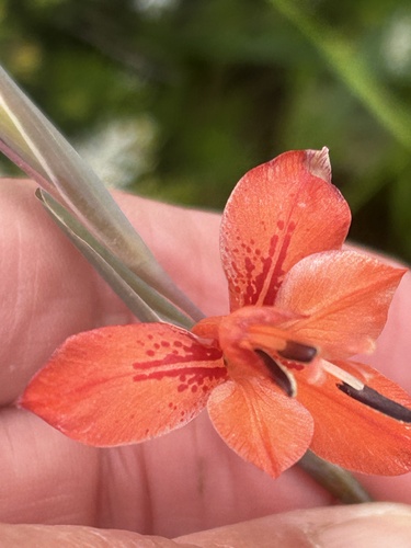 Overberg Afrikaner (Gladiolus teretifolius)