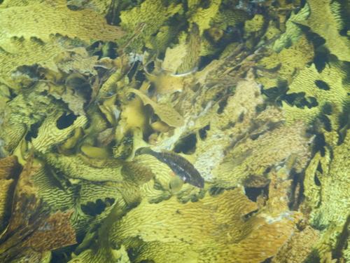 Notolabrus parilus