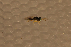 Mesopolobus