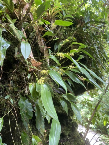Pleurothallis ruscifolia image