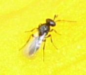 Platygastridae