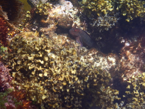Cirripectes hutchinsi