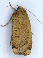 Abagrotis benjamini