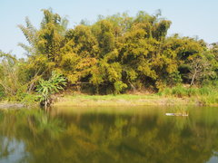 Bambusa stenostachya