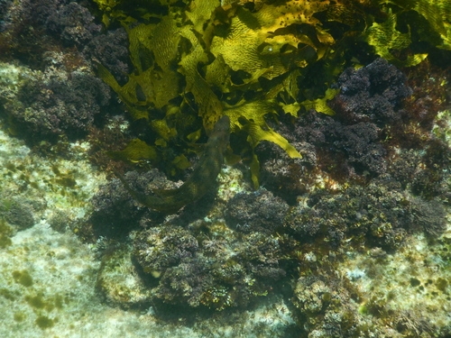 Olisthops cyanomelas