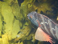 Goniistius rubrolabiatus