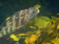 Goniistius rubrolabiatus