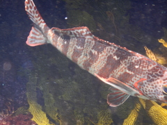 Goniistius rubrolabiatus