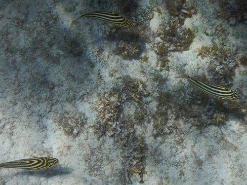 Microcanthus strigatus