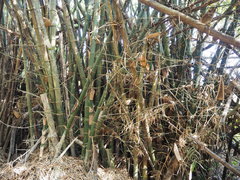 Bambusa stenostachya