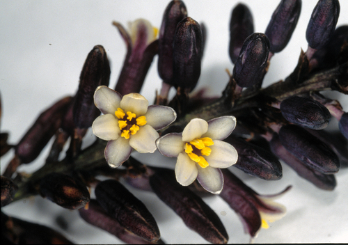 Cordyline congesta (Sweet) Steud.