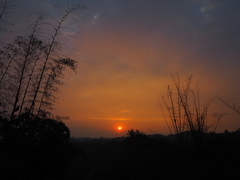 Bambusa stenostachya