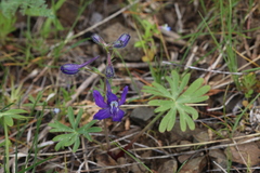 Delphinium decorum