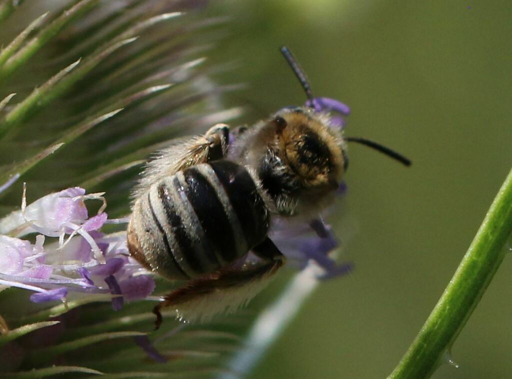Tetraloniella scabiosae