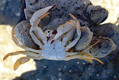 Charybdis japonica
