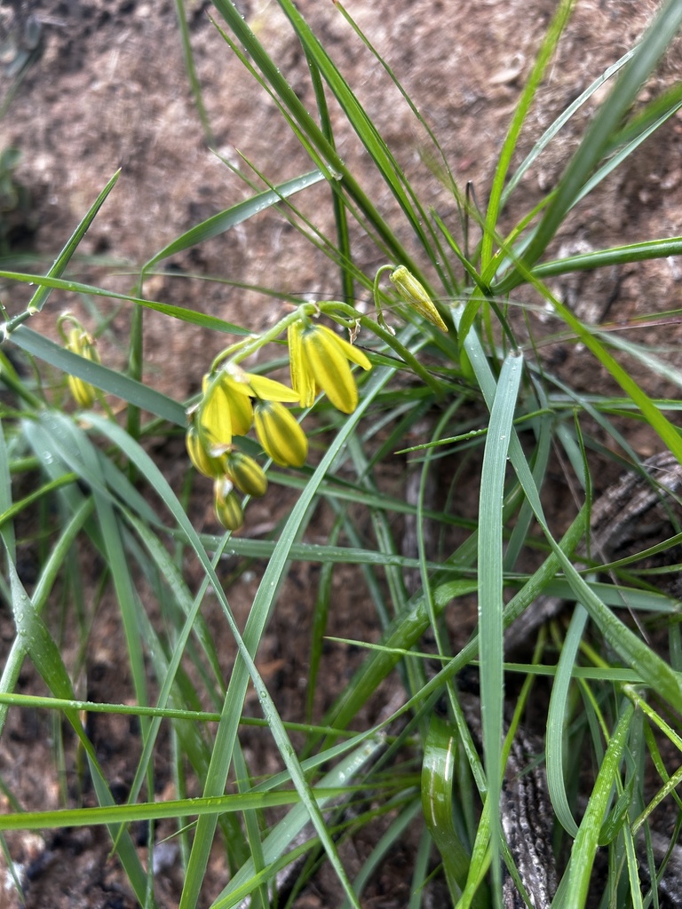Albuca juncifolia, Hessequa Rural, Riversdale, WC, ZA