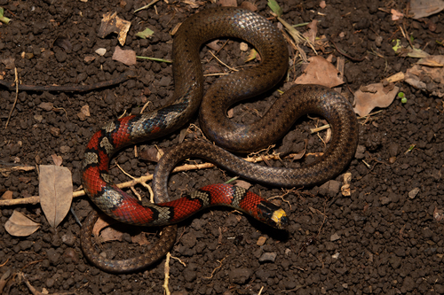 Guatemala Neckband Snake