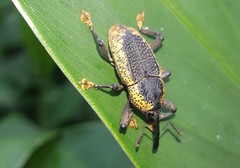 Homalinotus deplanatus