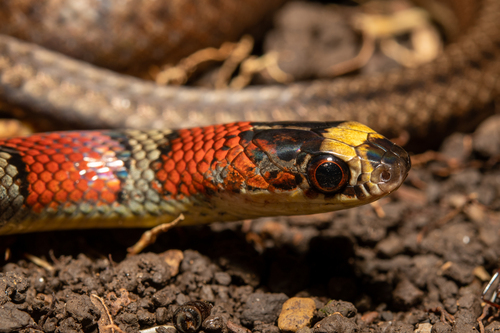 Guatemala Neckband Snake