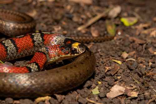 Guatemala Neckband Snake