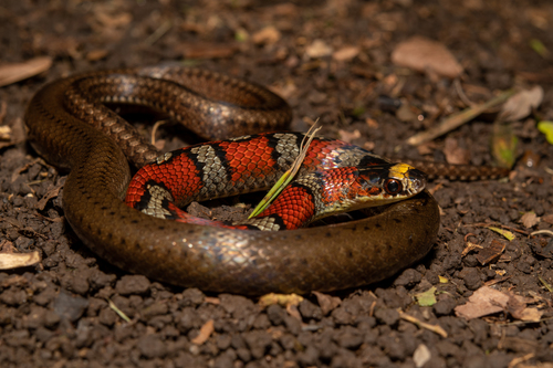 Guatemala Neckband Snake