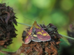 Pyrausta ostrinalis