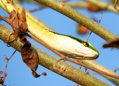 Leptophis diplotropis