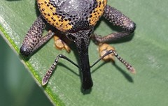 Homalinotus deplanatus