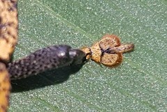 Homalinotus deplanatus