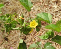 Malachra alceifolia
