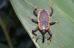 Homalinotus deplanatus