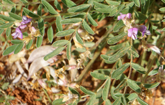 Astragalus lotiflorus