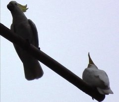 Cacatua sulphurea